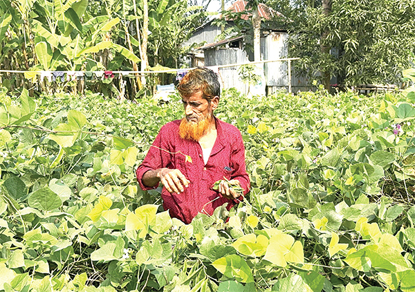 শীতের আগাম সবজিতে তৃপ্তির হাসি