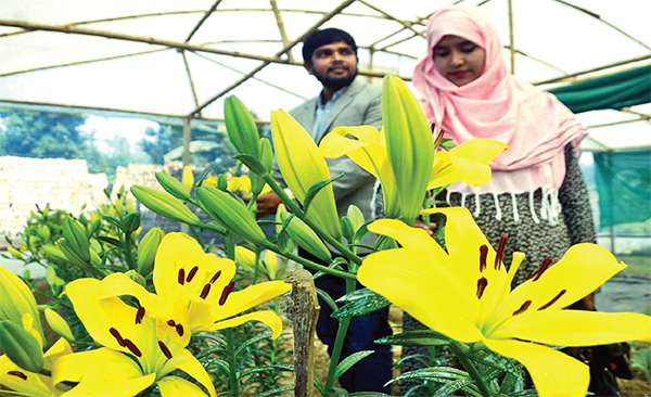 সাড়া ফেলে বিদেশি লিলিয়াম ফুল