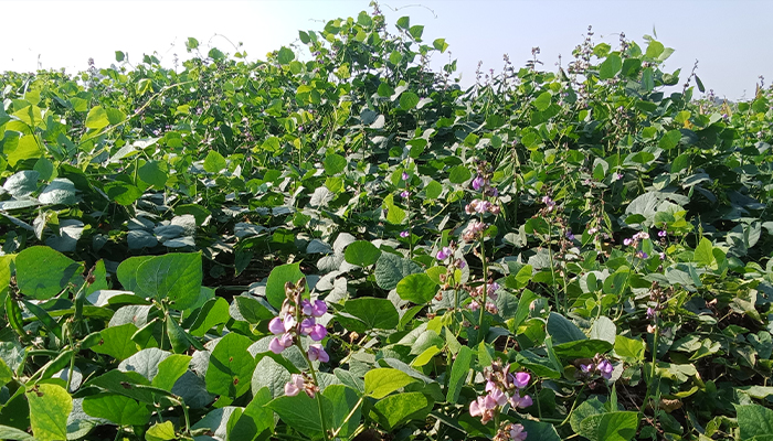 লালমনিরহাটে শিমে স্বপ্ন বুনছেন চাষিরা