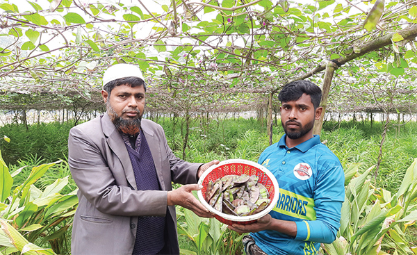 একই জমিতে আদা, হলুদ ও শিম চাষে বাম্পার ফলন