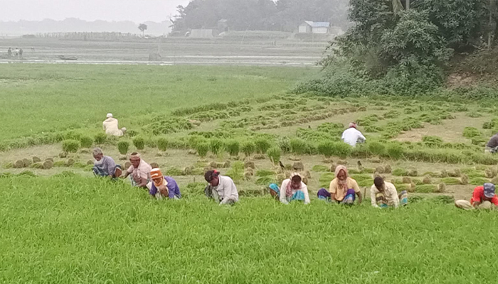 তাড়াইলে শীত ও কুয়াশায় বোরোর বীজতলা ক্ষতিগ্রস্তের শঙ্কা 