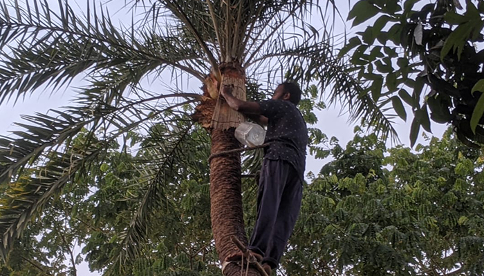 নকলায় মধুবৃক্ষ থেকে রস সংগ্রহে ব্যস্ত গাছিরা