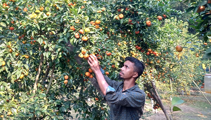 সফল উদ্যোক্তা মাহফুজের কমলা চাষের গল্প 