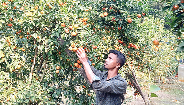 পড়াশোনার পাশাপাশি কমলা চাষে সফলতা