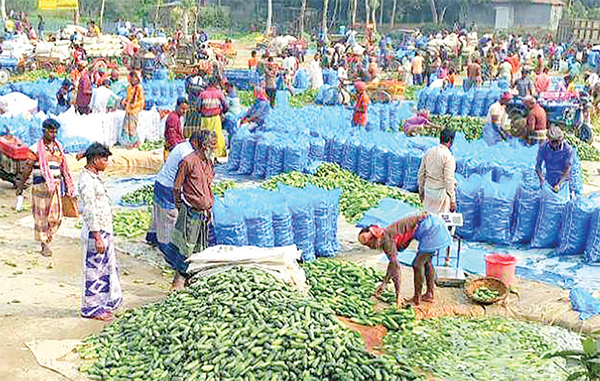 খিরা আবাদ লক্ষ্যমাত্রা ছাড়িয়েছে