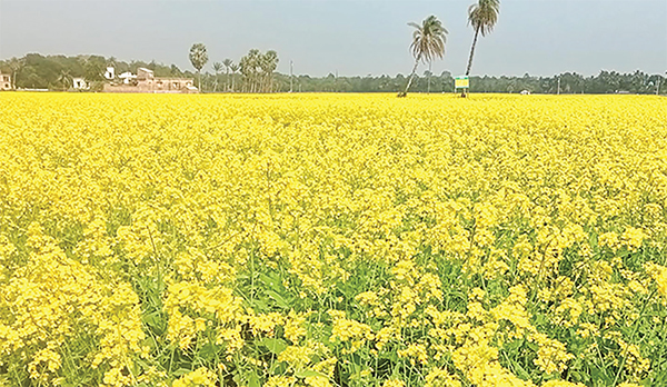 মাঠে মাঠে হলুদ ফুলের সমারোহ