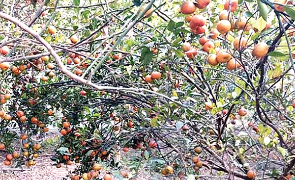 কমলা চাষে বাড়ছে উদ্যোক্তা