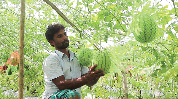 অসময়ে তরমুজ চাষ করে লাভবান কৃষক