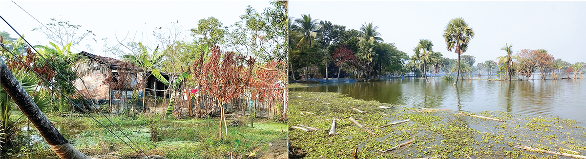 জলাবদ্ধতায় ফলদ ও বনজ বৃক্ষ মরে যাচ্ছে