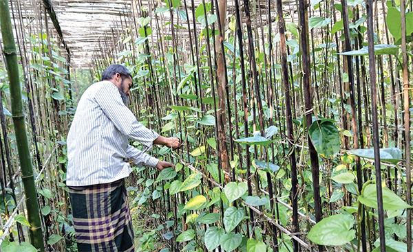 পান চাষে ফিরছে সচ্ছলতা