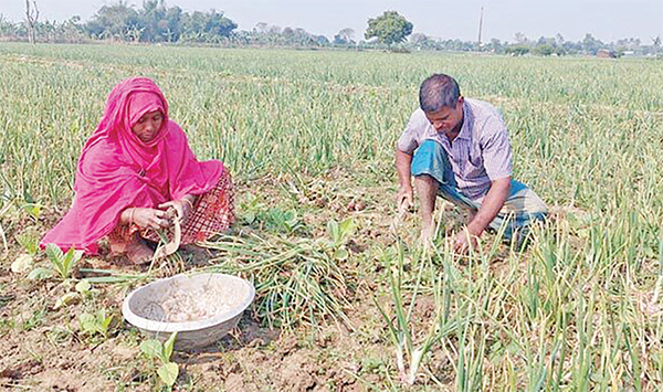 কুষ্টিয়ায় আগাম মুড়িকাটা পেঁয়াজে সর্বস্বান্ত কৃষক