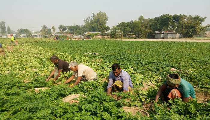 ফুলবাড়ীতে আলুর দাম কমায় দুশ্চিন্তায় কৃষক