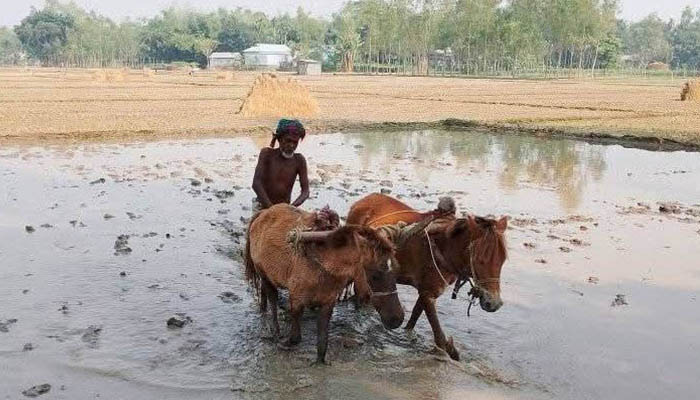 শেরপুরে ঘোড়া দিয়ে হালচাষ !