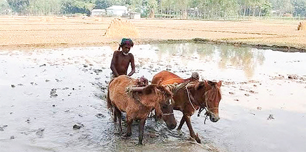 ঘোড়া দিয়ে হালচাষ