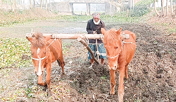 ঘোড়া হালে সংসার চলে মমিনের