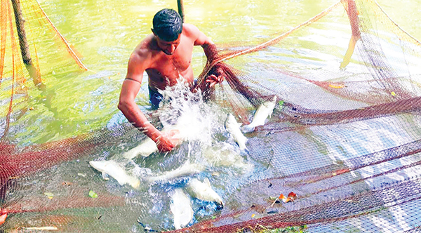 পুকুরে নদীর কোরাল মাছ চাষে সফলতা