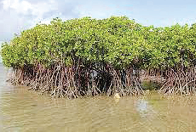 সুন্দরবনে বেড়েছে গরানগাছ