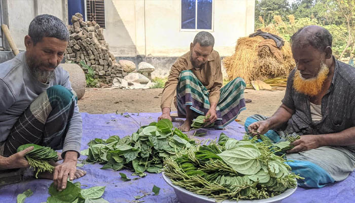 স্বল্প খরচে লাভ বেশি পাওয়ায় পান চাষে ঝুঁকছে কৃষক