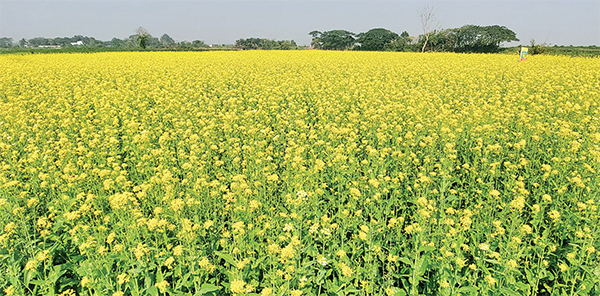 সরিষায় বাম্পার ফলনের আশা