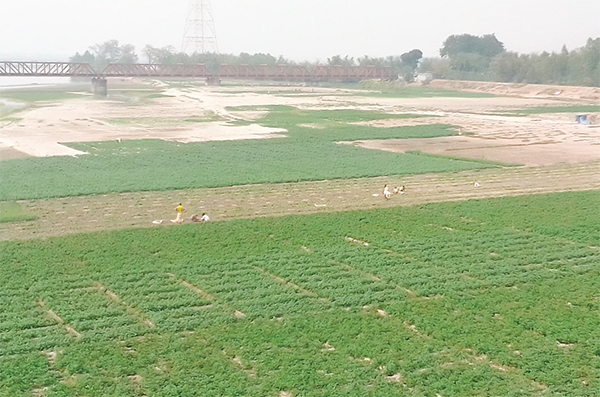 লালমনিরহাটে আলুর বাম্পার ফলনে খুশি কৃষক