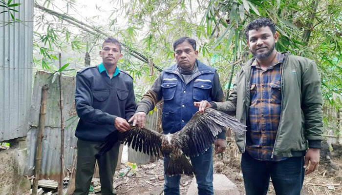 হবিগঞ্জে বিরল প্রজাতির সোনালি ঈগল উদ্ধার