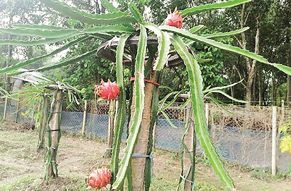 বগুড়ায় বেড়েছে বিদেশি ফল চাষ