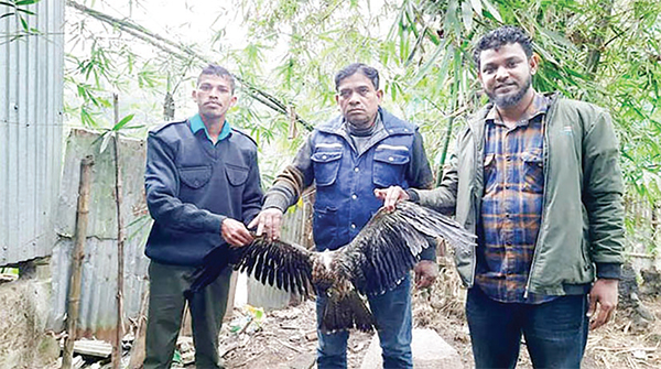 হবিগঞ্জে সোনালি ঈগল উদ্ধার