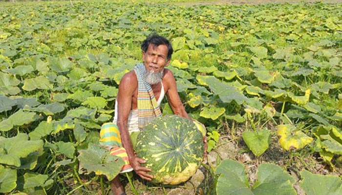 চাঁদপুরে মিষ্টি কুমড়ার সঠিক দাম না পেয়ে দিশেহারা কৃষক