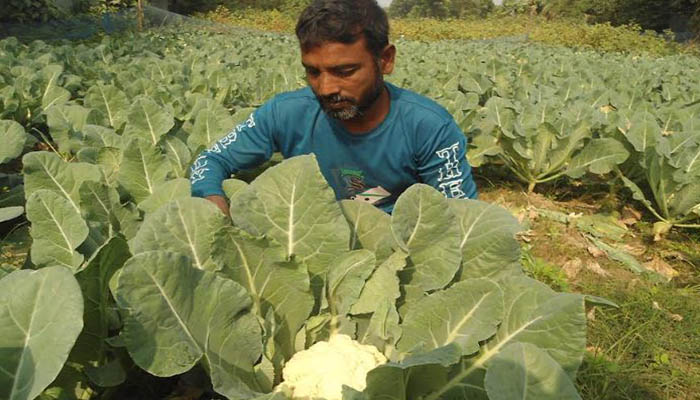 পাবনায় সবজির বাজারে দরপতন, খরচ ওঠাতে হিমশিম খাচ্ছেন চাষিরা