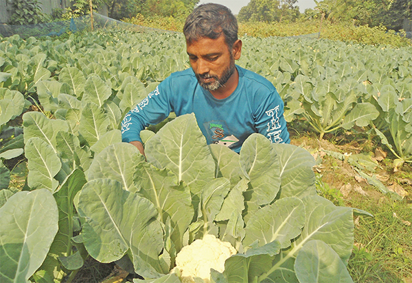 শীতকালীন সবজি বাজারে দরপতন