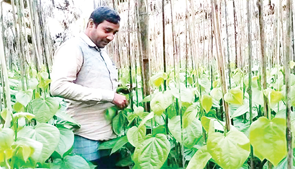 পান চাষে স্বাবলম্বী কৃষক