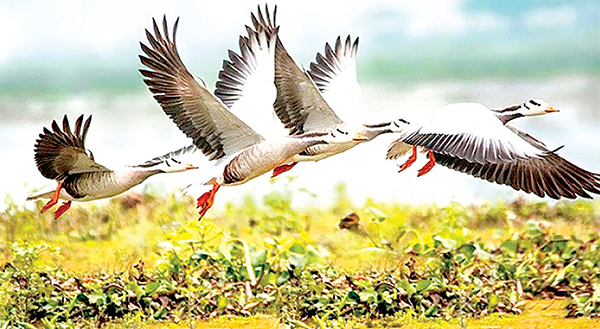 শীতের পাখির কথা