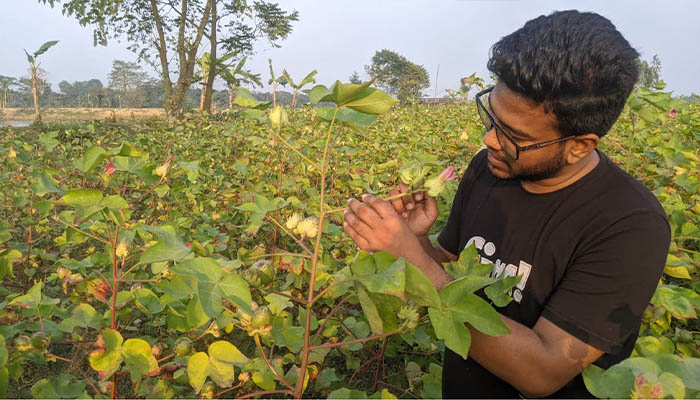 নকলার কৃষকদের জন্য তুলা যেন সাদা সোনা