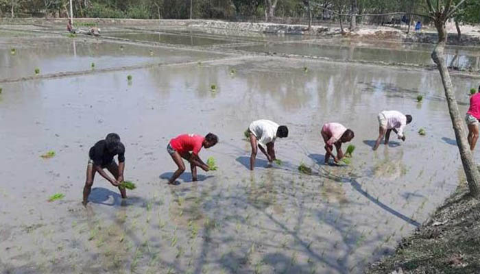 তিস্তা কমান্ড এলাকায় ৫৫ হাজার হেক্টর জমিতে বোরোর চারা রোপণ