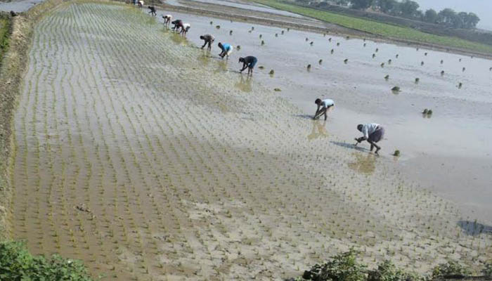 তাড়াইলে দলবেঁধে বোরো চারা রোপণে ব্যস্ত কৃষক 