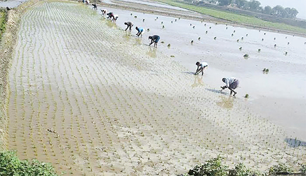 বোরো ধানের চারা রোপণে ব্যস্ত কৃষক