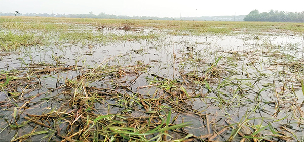 শুষ্ক মৌসুমেও বড়াইগ্রামে জলাবদ্ধতায় ৩০০ বিঘা জমি অনাবাদী