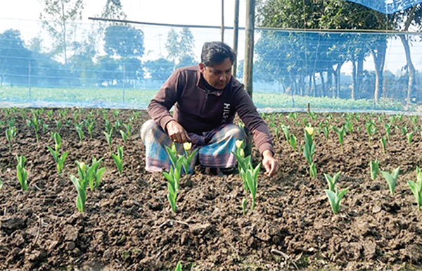 টিউলিপ চাষে স্বপ্ন বুনন