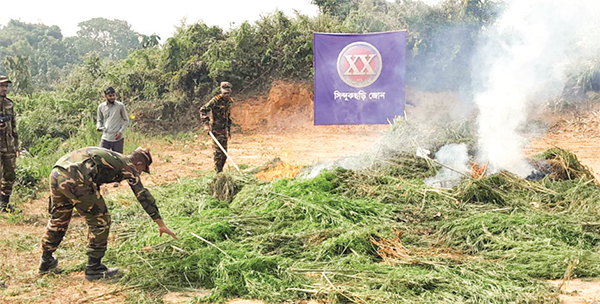 দুই একর জমির গাঁজা গাছ ধ্বংস