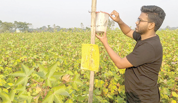 পোকা দমনে সমন্বিত বালাই ব্যবস্থাপনায় ঝুঁকছেন কৃষক