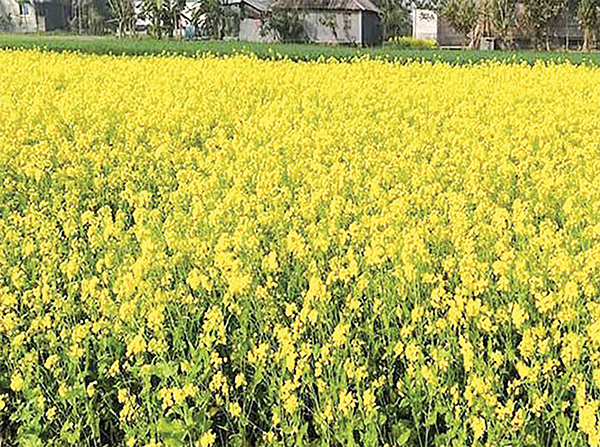 ইশ্বরদীতে সরিষার আবাদ বেড়েছে তিন গুণ