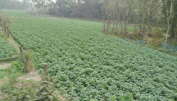 রংপুরে ঘন কুয়াশা-শীতে উৎকণ্ঠায় আলুচাষীরা