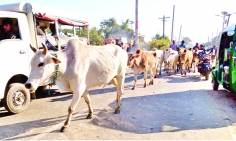 অবাধে আসছে রোগাক্রান্ত ও অস্বাস্থ্যকর ভারতীয় গরু 