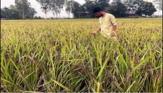 টাঙ্গাইলে ‘ব্ল্যাক রাইস’ চাষে কলেজছাত্র নাহিদের সাফল্য