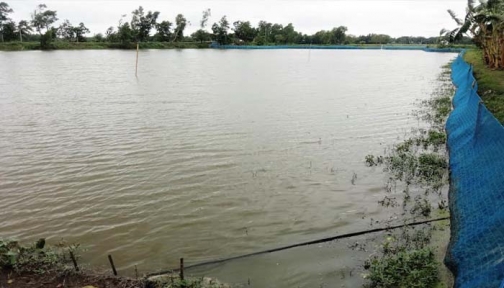 পূর্বধলায় দূর্বৃত্তের বিষে মরে গেছে ২০লাখ টাকার মাছ