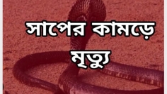 যশোরের শার্শায় সাপের কামড়ে শিশুর মৃত্যু