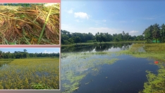 বন্যা: শাহরাস্তিতে সাড়ে ৬ কোটি টাকার ফসল ক্ষতিগ্রস্ত