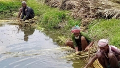 রংপুর কৃষি অঞ্চলে পাট চাষিদের সন্তোষজনক লাভ