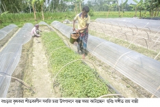 শীতকালীন সবজি চারা উৎপাদনে ব্যস্ত কৃষকরা  