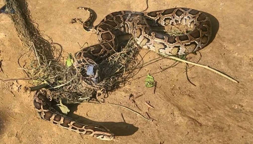 শেরপুরে কৃষকের জালে আটকা পড়ল অজগর